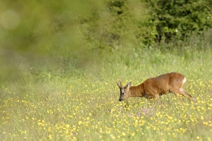 Western Roe Deer (Capreolus capreolus) buck, feeding on buttercups in meadow on farmland, Yorkshire, England, june