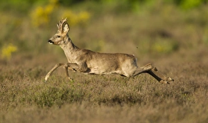 Western Roe Deer (Capreolus capreolus) buck, running through heather on heathland at edge of wood, Netherlands, May