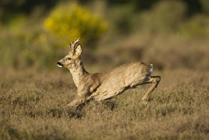 Western Roe Deer (Capreolus capreolus) buck, running through heather on heathland at edge of wood, Netherlands, May