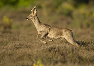 Western Roe Deer (Capreolus capreolus) buck, running through heather on heathland at edge of wood, Netherlands, May