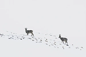 Slopes Prints: Western Roe Deer (Capreolus capreolus) two bucks