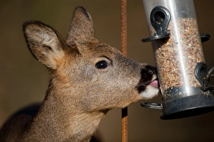 Western Roe Deer (Capreolus capreolus) doe, close-up of head, feeding on seed from birdfeeder in oak woodland, Norfolk, England, november