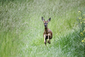 Western Roe Deer (Capreolus capreolus) doe, running in long grass, Warwickshire, England, june