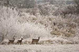 Western Roe Deer (Capreolus capreolus) doe with two fawns, standing on field margin in frost covered habitat, Dumfries and Galloway, Scotland, december