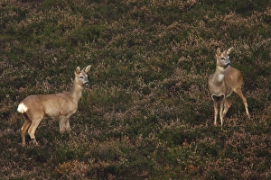 Heathland Prints: Western Roe Deer (Capreolus capreolus) two does