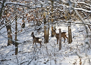 Western Roe Deer (Capreolus capreolus) two does, in snow covered conservation woodland, Chipping, Lancashire, England, december