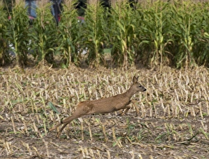 Running Prints: Western Roe Deer (Capreolus capreolus) immature