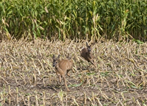 Running Prints: Western Roe Deer (Capreolus capreolus) two immatures