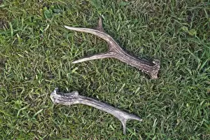 Western Roe Deer (Capreolus capreolus) shed antlers, Norfolk, England, July