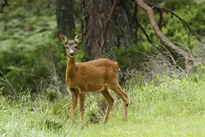 Western Prints: Western Roe Deer (Capreolus capreolus) yearling doe