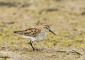 Californian Prints: Western Sandpiper (Calidris mauri) adult