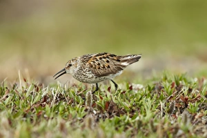 Western Sandpiper (Calidris mauri) adult, breeding plumage, walking on tundra, near Barrow, Alaska, U. S. A. June