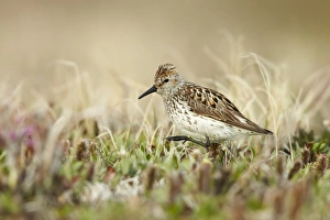 Western Sandpiper (Calidris mauri) adult, breeding plumage, standing on tundra, near Barrow, Alaska, U. S. A. June