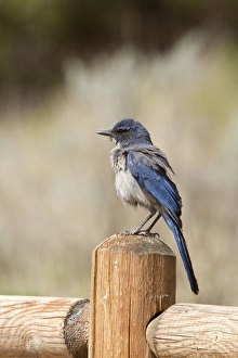 Trending: Western Scrub Jay - Utah America