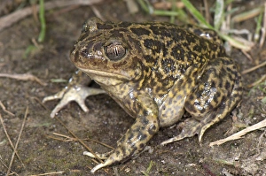 Western Spadefoot (Pelobates cultripes) adult, sitting on soil, France, june