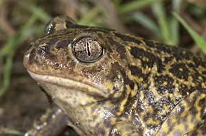 Western Spadefoot (Pelobates cultripes) adult, close-up of head, France, june