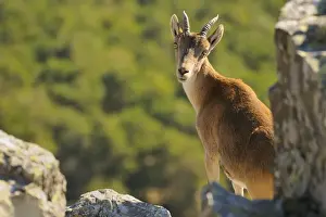 Salamanca Prints: Western Spanish Ibex (Capra pyrenaica victoriae) adult female