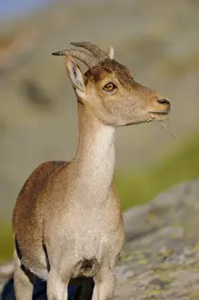 Western Spanish Ibex (Capra pyrenaica victoriae) adult female, close-up of head and chest, Pena de Francia, Parque Natural de Las Batuecas, Sierra de Francia, Salamanca, Castile and Leon, Spain, october