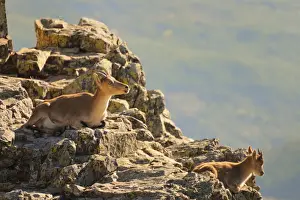 Western Spanish Ibex (Capra pyrenaica victoriae) adult female with young, resting on rocks, Pena de Francia