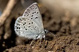 Western tailed Blue Butterfly attracted to moisture in the soil. Utah America