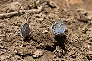 Blue Prints: Western tailed Blue Butterfly attracted to moisture in the soil. Utah America
