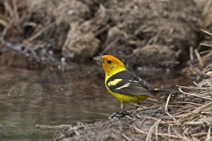 Western Tanager Male coming into breeding plumage, Utah, America
