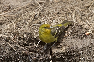 Utah Prints: Western Tanager nonbreeding male