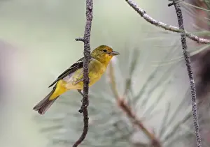 Utah Prints: Western Tanager (Piranga ludoviciana) adult female, perched on twig, Utah, U. S. A. June