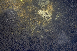 Tadpole Prints: Western Toad (Anaxyrus boreas) tadpoles