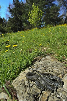 Stones Prints: Western Whipsnake (Hierophis viridiflavus) adult, basking on rock in habitat, Italy