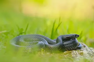 Sunning Prints: Western Whipsnake (Hierophis viridiflavus) melanistic form