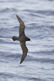 Sea Bird Prints: Westland Petrel (Procellaria westlandica) adult, in flight at sea, off New Zealand, March