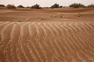 Damp Prints: Wet desert sand dunes after rainfall, Sahara, Morocco, may