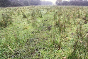 Damp Prints: Wet grazing meadow with rushes in mist