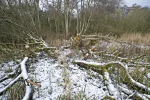 Encroaches Prints: Wet woodland management, clearing area of Common Sallow (Salix cinerea) in snow