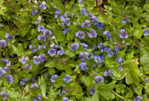 Middle East Prints: Wetland Speedwell (Veronica oxycarpa) flowering