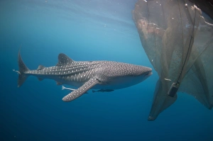 Whale Shark (Rhincodon typus) adult, with remoras, feeding below nets of fishing platform (bagan), Cenderawasih Bay