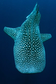 Whale Shark (Rhincodon typus) adult, swimming, Cenderawasih Bay, West Papua, New Guinea, Indonesia, June