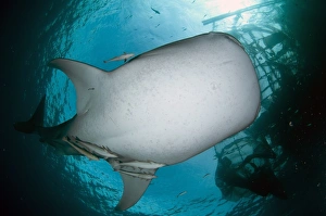 Whale Shark (Rhincodon typus) adult, with remoras, feeding below nets of fishing platform (bagan), Cenderawasih Bay