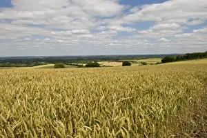 Agriculture Prints: Wheat crop in ripening ear on a bright summer day with blue sky and clouds near West Woodhay