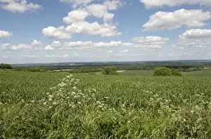 Agriculture Prints: Wheat crop in young ear on a bright summer day with blue sky and clouds near West Woodhay