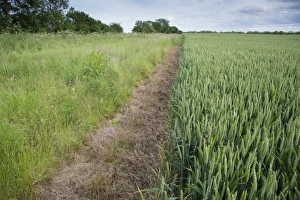 Wheat (Triticum aestivum) crop, unripe seedheads growing in field with sterile strip