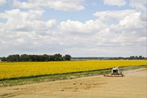 Sun Flower Prints: Wheat (Triticum aestivum) crop