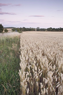 Grain Prints: Wheat (Triticum aestivum) crop