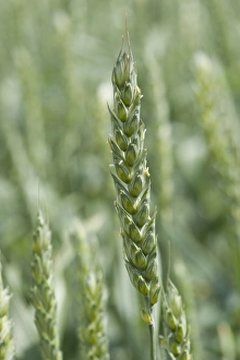 Ripen Prints: Wheat (Triticum aestivum) crop