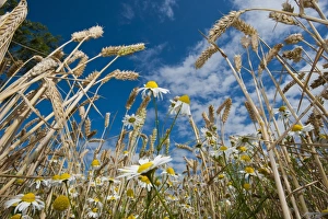 Wheat (Triticum aestivum) crop, close-up of ripening ears, with Scented Mayweed (Matricaria recutita) growing as weed