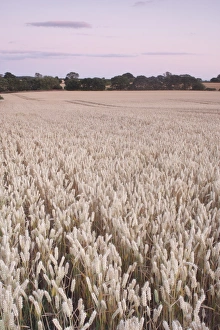 Sun Set Prints: Wheat (Triticum aestivum) crop, ripe field at dusk, West Yorkshire, England, july
