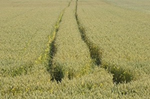 Track Prints: Wheat (Triticum aestivum) crop, unripe field with tramlines, Sweden