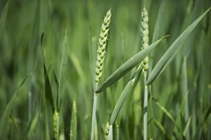 Ripen Prints: Wheat (Triticum aestivum) crop, ripening ears in flower, Sweden, june