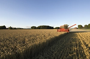 Wheat (Triticum aestivum) crop, Massey Ferguson combine harvester, harvesting ripe field in evening, Sweden